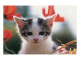 Poppy Kitten