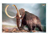 Woolly Mammoth