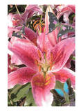 Star Gazer Dream