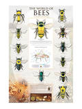The World Of Bees