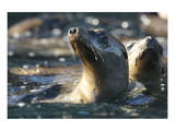 Sea Lion Swim