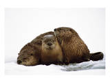 River Otters