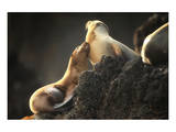 Snuggling Sea Lions