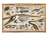 Prehistoric Marine Reconstruct