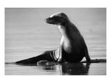 Sunbathing Sea Lion
