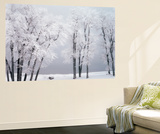 Beach  Hoar Frost on Cottonwoods During Winter  Bear Lake  Rendezvous  Utah  USA
