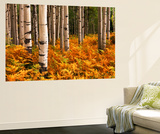 Stand of Quaking Aspen Tree  Gunnison National Forest  Colorado  USA