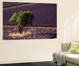 View of Single Tree in Lavender Field  Provence-Alpes-Cote d'Azur  Drome  France