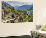 Vineyards in Spring  Castle Kastelbell  Valley Vinschgau  South Tyrol  Italy
