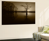 Bald Cypress Trees in Reelfoot Lake  Reelfoot National Wildlife Refuge  Tennessee  USA
