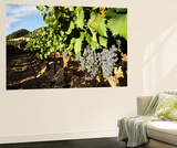 Grapes in Vineyard  Provence-Alpes-Cote d'Azur  Vaucluse  Seguret  France