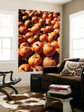 View of Pumpkins in Autumn  Northeast Kingdom  Vermont  USA