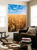 Wheat Field  Oregon  USA