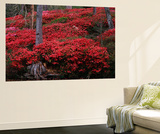 Middleton Place  Azaleas Shrubs in Forest  Charleston  South Carolina  USA