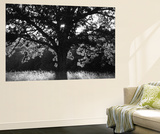 White Oak Tree  Great Smoky Mountains National Park  Cades Cove  Tennessee  USA