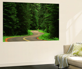 Road Through Forest  Olympic National Park  Washington  USA