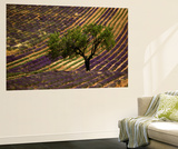 Lonely Tree in Lavender Field  Vaucluse  Haute Province  France