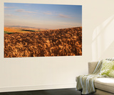 View of Wheat Field  Palouse  Washington State  USA