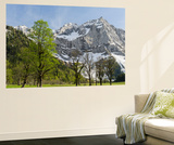 Sycamore Maple Trees  Spring  Eng Valley  Karwendel Mountain Range  Austria