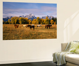 Horses on Moran Junction at Grand Teton National Park  Wyoming  USA