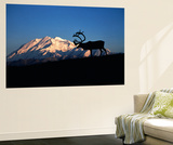 Caribou Wildlife  Mt McKinley  Denali National Park and Preserve  Alaska  USA
