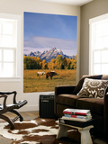 Horses in Grand Teton National Park  Wyoming  USA