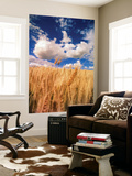 View of Wheat Field  Palouse  Washington State  USA