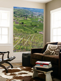 Vineyards During Spring  Merano and Valley of River Etch  South Tyrol  Italy