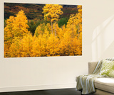 View of Autumn Aspen Grove on Mountain  Telluride  Colorado  USA