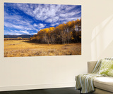 Autumn Aspens and Old Barn  Big Snowy Mountains  Judith Gap  Montana  USA