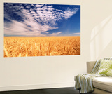 Clouds over Wheat Field Agriculture