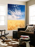 View of Wheat Field  Palouse  Washington State  USA