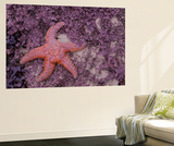 Ochre Sea Stars  Ecola State Park  Oregon  USA