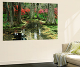 View of Azaleas and Cypresses Magnolia Plantation  Charleston  South Carolina  USA