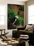 Horned Puffin on Rock  Pribilof Island  St Paul Island  Alaska  USA