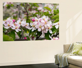 Spring  Apple in the Valley Vinschgau  South Tyrol  Italy