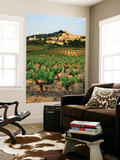 View of Provence Vineyard  Luberon  Bonnieux  Vaucluse  France