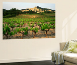 View of Provence Vineyard  Luberon  Bonnieux  Vaucluse  France
