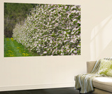 Spring  Apple in the Valley Vinschgau  South Tyrol  Italy
