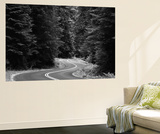 Road Through Forest  Olympic National Park  Washington  USA
