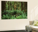 Quinault Rainforest in Olympic National Park  Washington State  USA