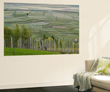 Apple Orchards  Farmland in Vinschgau  South Tyrol  Italy