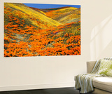 California Golden Poppy Flower at Tehachapi Mountains  California  USA