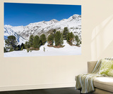 Swiss Pine  Mt Wildspitze  Oetztal Alps  Vent  Tyrol  Austria