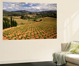 View of Corbieres Vineyard  Darban-Corbieres  Aude  Languedoc  France