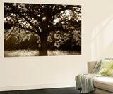 White Oak Tree  Great Smoky Mountains National Park  Cades Cove  Tennessee  USA