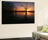 Bald Cypress Trees in Reelfoot Lake  Reelfoot National Wildlife Refuge  Tennessee  USA