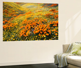 View of California Golden Poppy Flowers on Hill  Antelope Valley  California  USA