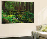 Rainforest  Mossy Rocks  Mt Rainier National Park  Washington  USA