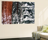 Giant Forest  Giant Sequoia Trees in Snow  Sequoia National Park  California  USA